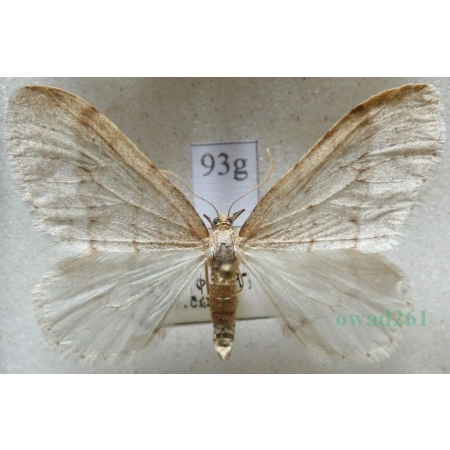 Operophtera fagata (Scharfenberg, 1805) male Piędzik siewierak Czech93g